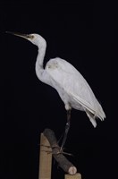 藏品(小白鷺)的圖片